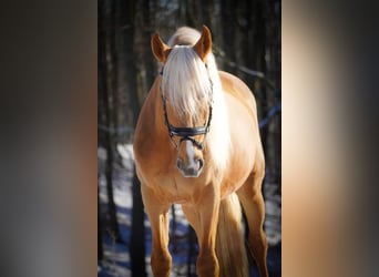 Otras razas, Caballo castrado, 4 años, 160 cm, Palomino