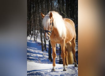 Otras razas, Caballo castrado, 4 años, 160 cm, Palomino