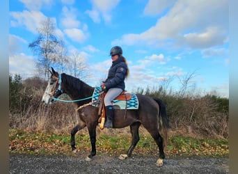 Otras razas, Caballo castrado, 4 años, 160 cm, Tordo rodado