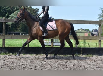 Otras razas, Caballo castrado, 4 años, 162 cm, Castaño oscuro