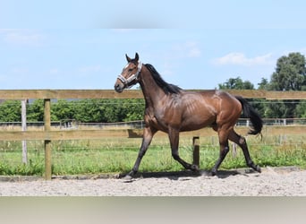 Otras razas, Caballo castrado, 4 años, 162 cm, Castaño oscuro