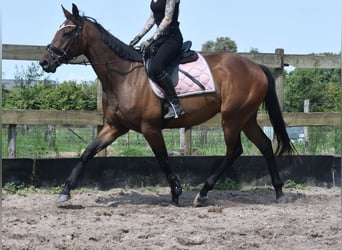 Otras razas, Caballo castrado, 4 años, 162 cm, Castaño oscuro