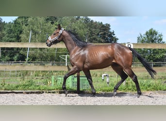 Otras razas, Caballo castrado, 4 años, 162 cm, Castaño oscuro