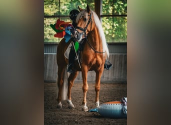Otras razas, Caballo castrado, 4 años, 162 cm, Palomino