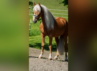 Otras razas, Caballo castrado, 4 años, 162 cm, Palomino