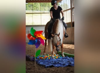 Otras razas, Caballo castrado, 4 años, 162 cm, Palomino