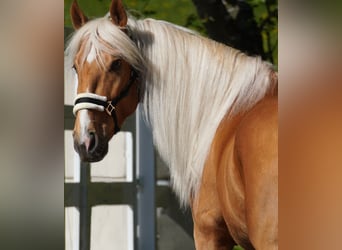Otras razas, Caballo castrado, 4 años, 162 cm, Palomino