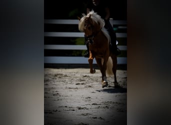 Otras razas, Caballo castrado, 4 años, 162 cm, Palomino