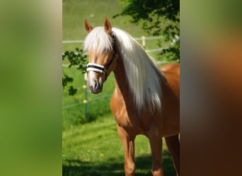 Otras razas, Caballo castrado, 4 años, 162 cm, Palomino