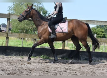 Otras razas, Caballo castrado, 4 años, 163 cm, Castaño oscuro