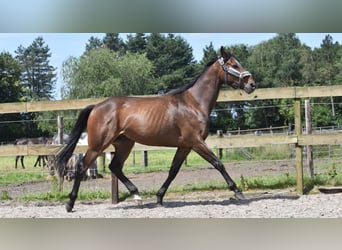 Otras razas, Caballo castrado, 4 años, 163 cm, Castaño oscuro