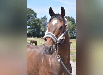 Otras razas, Caballo castrado, 4 años, 163 cm, Castaño oscuro