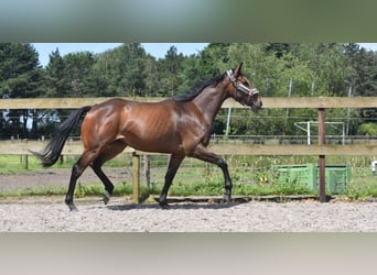 Otras razas, Caballo castrado, 4 años, 163 cm, Castaño oscuro