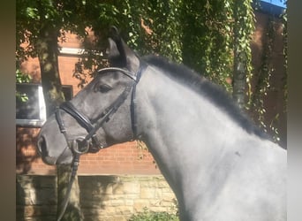 Otras razas, Caballo castrado, 4 años, 163 cm, Tordo