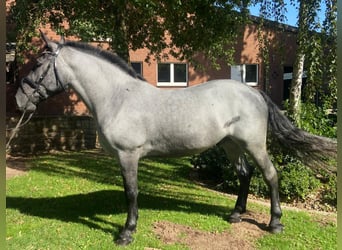 Otras razas, Caballo castrado, 4 años, 163 cm, Tordo