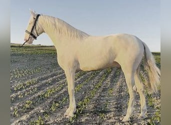 Otras razas Mestizo, Caballo castrado, 4 años, 164 cm, Overo-todas las-capas