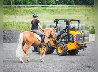 Otras razas, Caballo castrado, 4 años, 164 cm, Palomino