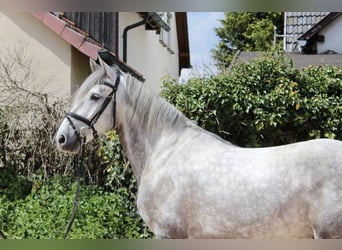 Otras razas, Caballo castrado, 4 años, 164 cm, Tordo rodado