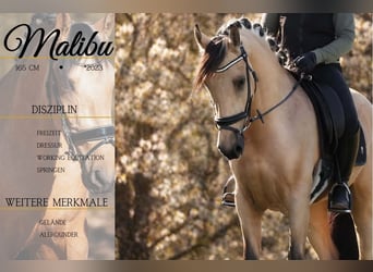 Otras razas, Caballo castrado, 4 años, 165 cm, Bayo