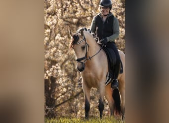 Otras razas, Caballo castrado, 4 años, 165 cm, Bayo