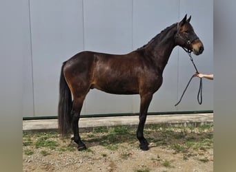 Otras razas Mestizo, Caballo castrado, 4 años, 165 cm, Castaño