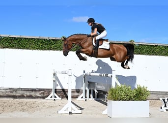 Otras razas, Caballo castrado, 4 años, 165 cm, Castaño