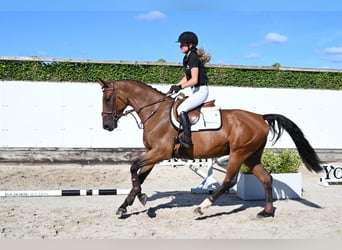 Otras razas, Caballo castrado, 4 años, 165 cm, Castaño