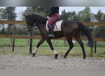 Otras razas, Caballo castrado, 4 años, 165 cm, Castaño oscuro