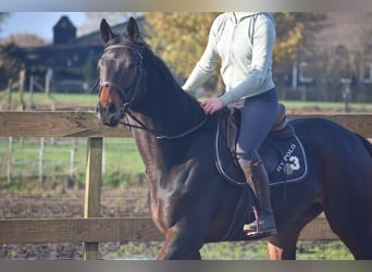 Otras razas, Caballo castrado, 4 años, 165 cm, Castaño oscuro