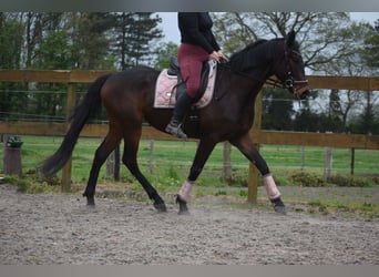 Otras razas, Caballo castrado, 4 años, 165 cm, Castaño oscuro
