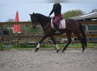 Otras razas, Caballo castrado, 4 años, 165 cm, Castaño oscuro
