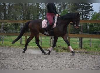 Otras razas, Caballo castrado, 4 años, 165 cm, Castaño oscuro