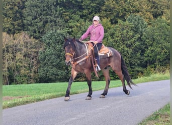 Otras razas, Caballo castrado, 4 años, 165 cm, Castaño-ruano