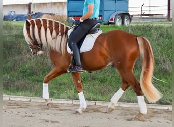 Otras razas Mestizo, Caballo castrado, 4 años, 167 cm, Palomino