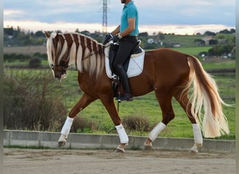 Otras razas Mestizo, Caballo castrado, 4 años, 167 cm, Palomino