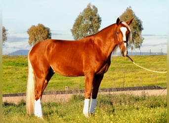 Otras razas Mestizo, Caballo castrado, 4 años, 167 cm, Palomino