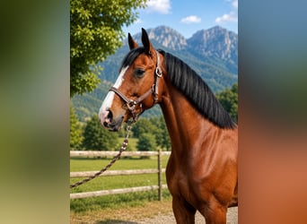 Otras razas, Caballo castrado, 4 años, 168 cm, Castaño