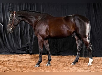 Otras razas, Caballo castrado, 4 años, 170 cm, Negro