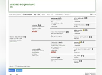 Otras razas, Caballo castrado, 4 años, 170 cm, Tordo