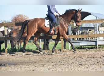 Otras razas, Caballo castrado, 4 años, 175 cm, Castaño