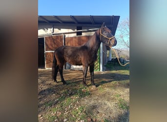 Otras razas, Caballo castrado, 4 años, Castaño oscuro