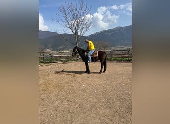 Otras razas, Caballo castrado, 4 años, Castaño oscuro