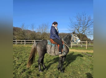 Otras razas, Caballo castrado, 4 años, Tordo rodado