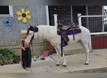 Otras razas, Caballo castrado, 5 años, 102 cm, Pío