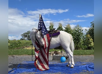Otras razas, Caballo castrado, 5 años, 102 cm, Pío