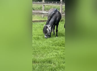 Otras razas Mestizo, Caballo castrado, 5 años, 118 cm, Tordo rodado