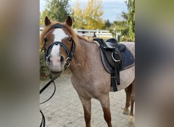 Otras razas, Caballo castrado, 5 años, 120 cm, Alazán
