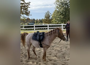 Otras razas, Caballo castrado, 5 años, 120 cm, Alazán