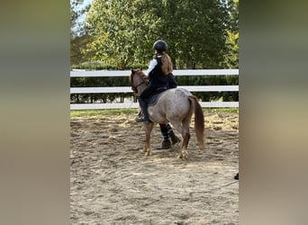 Otras razas, Caballo castrado, 5 años, 120 cm, Alazán