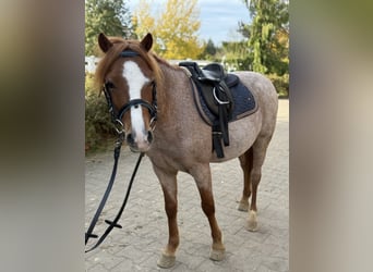 Otras razas, Caballo castrado, 5 años, 120 cm, Alazán
